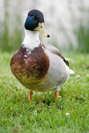 Whitsun Weekend #9, Ihlow, Mai 2007