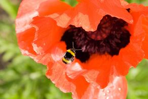 Whitsun Weekend #17, Ihlow, Mai 2007