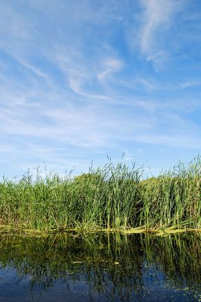 Impressions from Nationalpark Drawa / Drawieński Park Narodowy #14, Nationalpark Drawa / Drawieński Park Narodowy, August 2015
