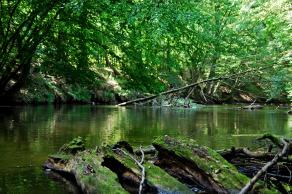 Impressions from Nationalpark Drawa / Drawieński Park Narodowy #16, Nationalpark Drawa / Drawieński Park Narodowy, August 2015