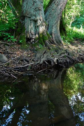 Impressions from Nationalpark Drawa / Drawieński Park Narodowy #17, Nationalpark Drawa / Drawieński Park Narodowy, August 2015