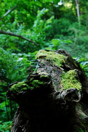 Impressions from Nationalpark Drawa / Drawieński Park Narodowy #21, Nationalpark Drawa / Drawieński Park Narodowy, August 2015