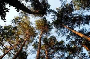 Impressions from Nationalpark Drawa / Drawieński Park Narodowy #29, Nationalpark Drawa / Drawieński Park Narodowy, August 2015