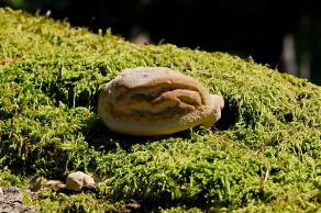 Impressions from Nationalpark Drawa / Drawieński Park Narodowy #32, Nationalpark Drawa / Drawieński Park Narodowy, August 2015