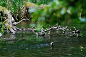 Impressions from Nationalpark Drawa / Drawieński Park Narodowy #38, Nationalpark Drawa / Drawieński Park Narodowy, August 2015