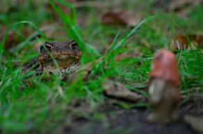 Impressions from Nationalpark Drawa / Drawieński Park Narodowy #39, Nationalpark Drawa / Drawieński Park Narodowy, August 2015