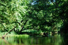 Impressions from Nationalpark Drawa / Drawieński Park Narodowy #47, Nationalpark Drawa / Drawieński Park Narodowy, August 2015