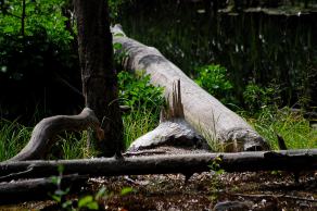 Impressions from Nationalpark Drawa / Drawieński Park Narodowy #51, Nationalpark Drawa / Drawieński Park Narodowy, August 2015