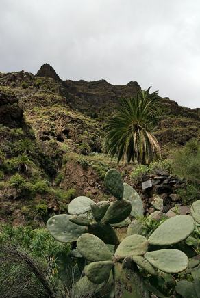 Impressions from La Gomera #2, La Gomera, März 2011