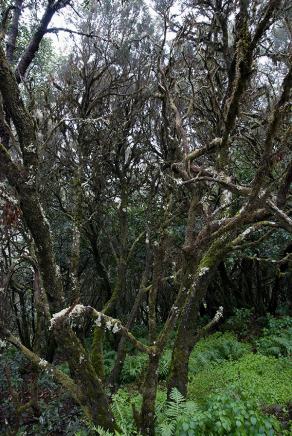 Impressions from La Gomera #23, La Gomera, März 2011
