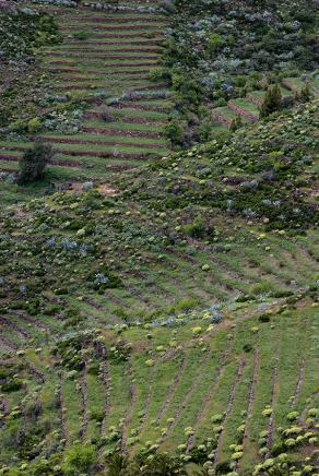 Impressions from La Gomera #28, La Gomera, März 2011