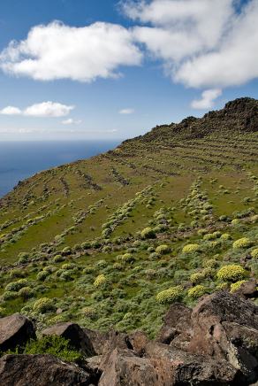 Impressions from La Gomera #80, La Gomera, März 2011