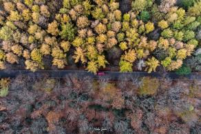 Vormholzer Wald #2, Witten, November 2021