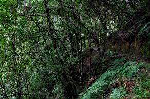 Impressions from Madeira #2, Madeira, März 2015