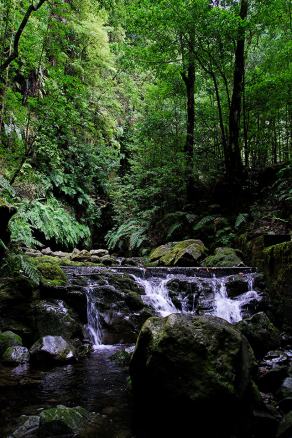 Impressions from Madeira #12, Madeira, März 2015