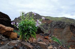 Impressions from Madeira #37, Madeira, März 2015