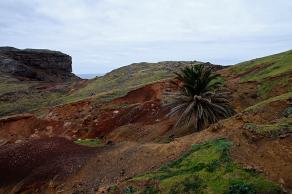 Impressions from Madeira #44, Madeira, März 2015