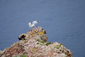 Impressions from Madeira #52, Madeira, März 2015