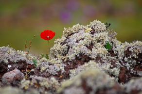 Impressions from Madeira #53, Madeira, März 2015