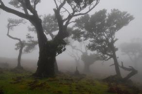 Impressions from Madeira #67, Madeira, März 2015