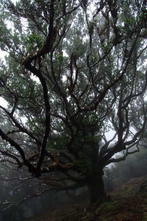 Impressions from Madeira #73, Madeira, März 2015