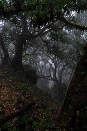 Impressions from Madeira #77, Madeira, März 2015