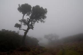 Impressions from Madeira #78, Madeira, März 2015