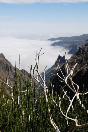 Impressions from Madeira #145, Madeira, März 2015