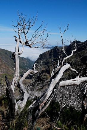 Impressions from Madeira #158, Madeira, März 2015