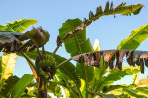Impressions from Mae Hong Son #10, Mae Hong Son, Dezember 2017