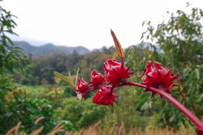 Impressions from Pai #10, Pai, Dezember 2017