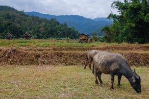 Impressions from Pai #14, Pai, Dezember 2017