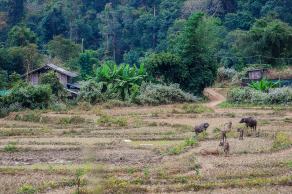 Impressions from Pai #29, Pai, Dezember 2017