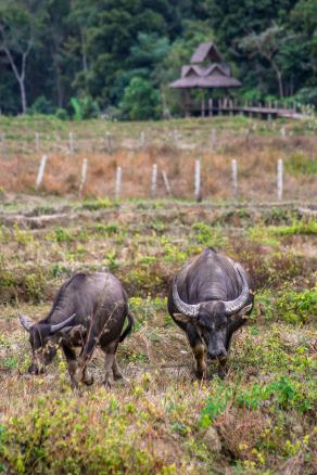 Impressions from Pai #31, Pai, Dezember 2017
