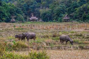 Impressions from Pai #32, Pai, Dezember 2017