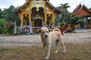 Impressions from Pai #41, Pai, Dezember 2017