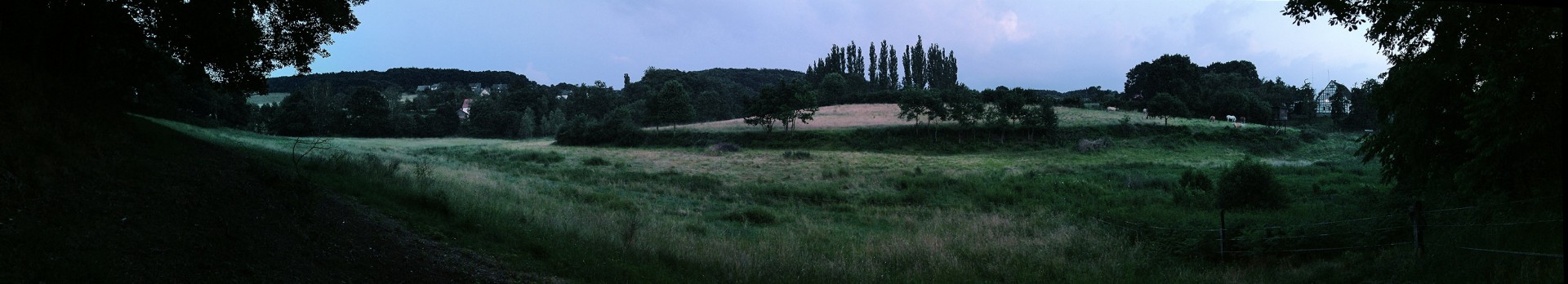 Evening mood at the edge of the forest 