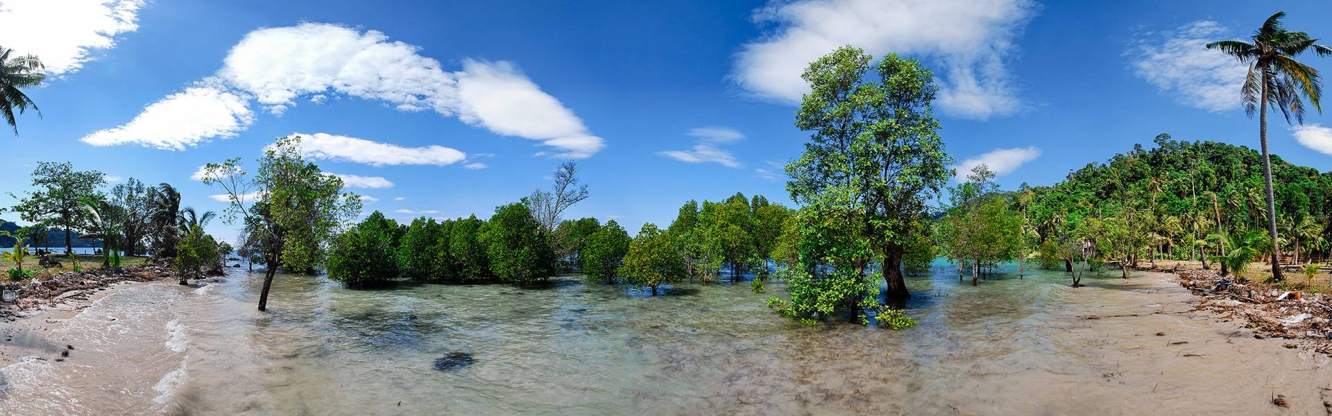 Mangroves in Bai Lan Bay