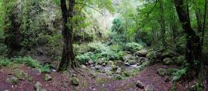 Levada do Rei (PR 18) | São Jorge, Madeira, März 2015