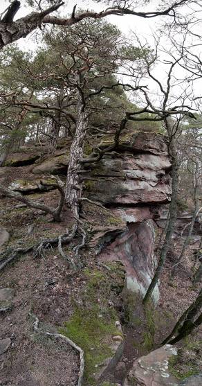 Pfälzer Wald | Anweiler, März 2013