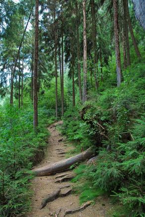 Impressions from Nationalpark Sächsische Schweiz #2, Nationalpark Sächsische Schweiz, August 2017