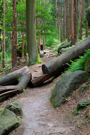 Impressions from Nationalpark Sächsische Schweiz #4, Nationalpark Sächsische Schweiz, August 2017