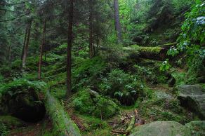 Impressions from Nationalpark Sächsische Schweiz #50, Nationalpark Sächsische Schweiz, August 2017