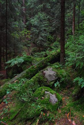 Impressions from Nationalpark Sächsische Schweiz #51, Nationalpark Sächsische Schweiz, August 2017