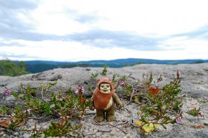 Impressions from Nationalpark Sächsische Schweiz #97, Nationalpark Sächsische Schweiz, August 2017