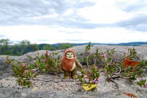 Impressions from Nationalpark Sächsische Schweiz #98, Nationalpark Sächsische Schweiz, August 2017