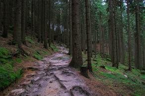 Impressions from Nationalpark Sächsische Schweiz #101, Nationalpark Sächsische Schweiz, August 2017