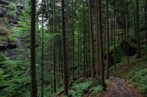 Impressions from Nationalpark Sächsische Schweiz #105, Nationalpark Sächsische Schweiz, August 2017