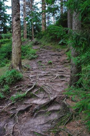 Impressions from Nationalpark Sächsische Schweiz #107, Nationalpark Sächsische Schweiz, August 2017