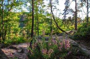 Impressions from Nationalpark Sächsische Schweiz #121, Nationalpark Sächsische Schweiz, August 2017